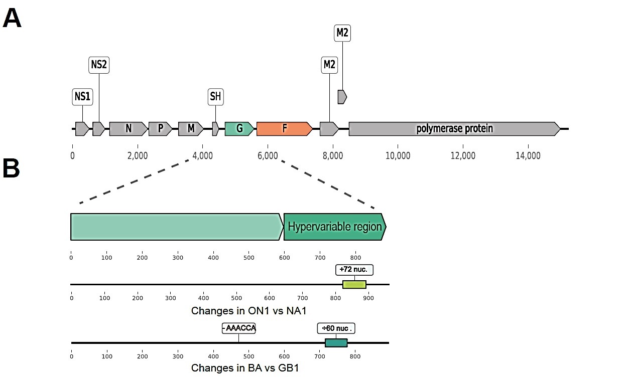 Figure1_human_RSV_genome Figure1_human_RSV_genome