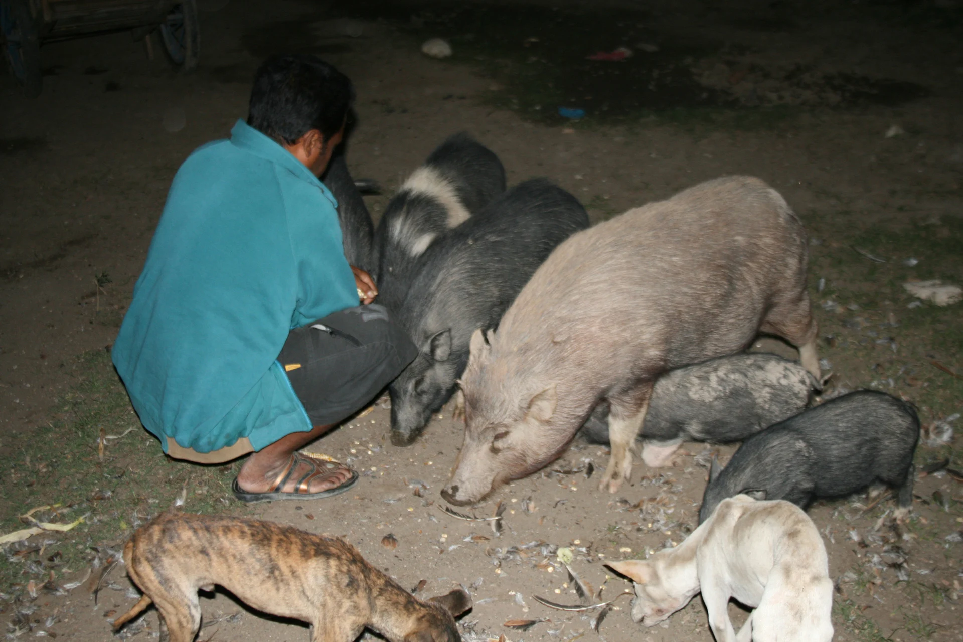 A man crouching nearby 5 pigs.